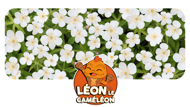 juin.png